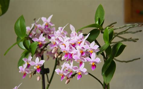 eq蝴蝶蘭|Phal. equestris